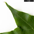 SpeciesSub: var. sinicum SpeciesSub: var. sinicum